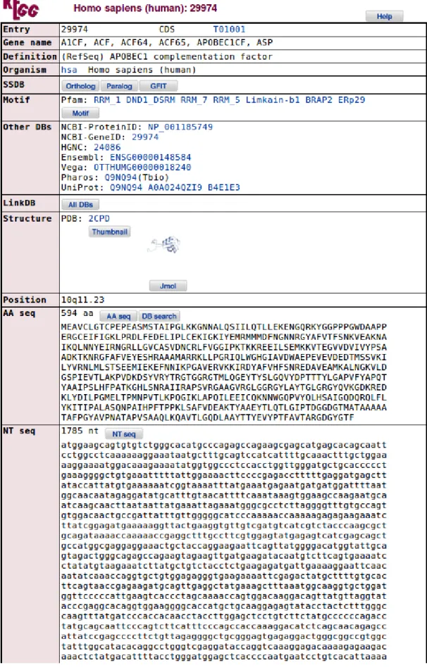 Figura 2.4: Pesquisa do gene A1CF na interface WEB do projeto Kegg