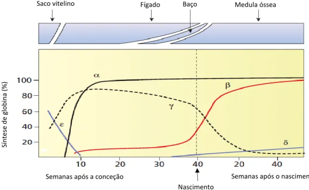Figura  2-  Representação  esquemática  dos  locais  e  proporção  de  síntese  das  diferentes  cadeias de globina no período embrionário, fetal e adulto