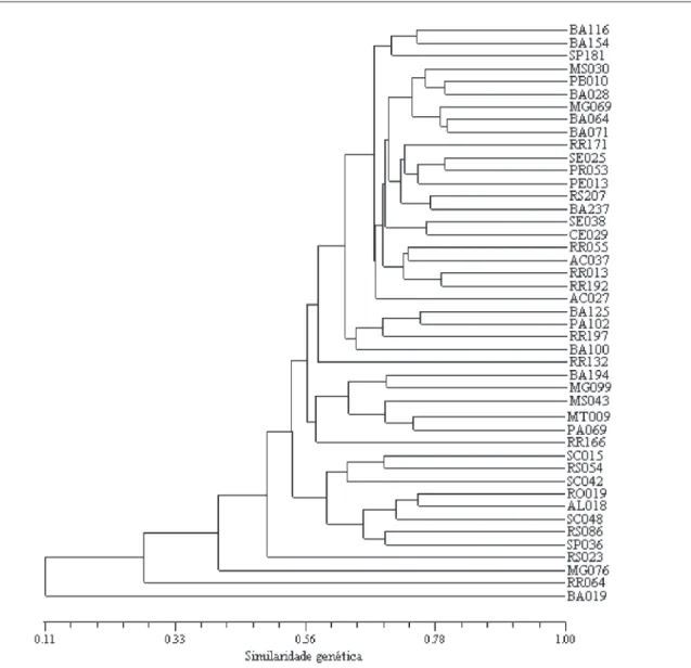 FIGURA 2. Dendrograma das similaridades genéticas entre os acessos da amostra da coleção de  núcleo subgrupo dentado, pelo coeficiente de Jaccard e o agrupamento por UPGMA.