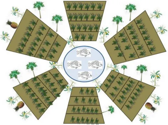 Figura 16: Representação de uma mandala do Assentamento Mulungu 