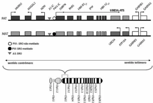 Figura 1. Região cromossômica em 15q11-13. PAT: representando alelos expressos do cromossomo paterno (caixas escuras, no  cromossomo do alto), e em cinza-claro os alelos com imprinting paterno (UBE3A e ATP10A)