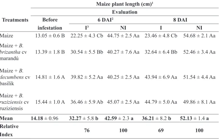 TABLE 1. Maize plant length (mean ± standard error) with or without the presence of Brachiaria  spp