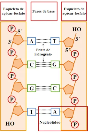Figura 2.4: Duas sequˆencias complementares de DNA
