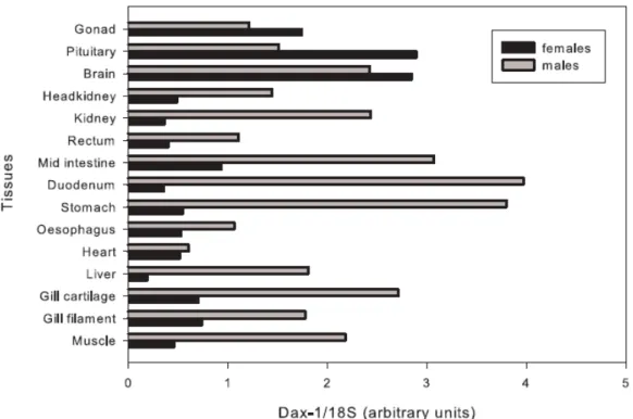 Figure 5 – DAX1 gene expression in different tissues from adult European sea bass. 