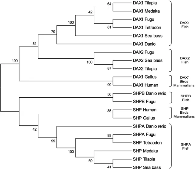 Figure 3 –Phylogenetic tree of sbDAX2 and sbSHP proteins with vertebrate’s Nr0B  family members