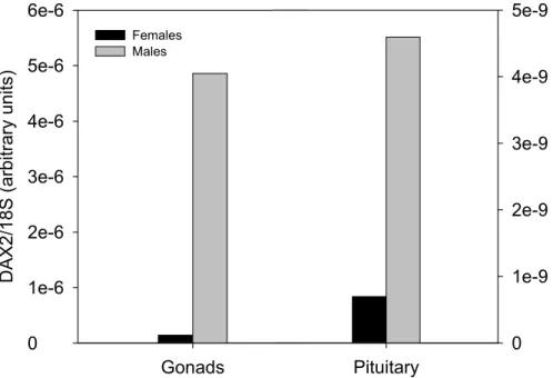 Figure 4 – DAX2 mRNA expression in female and male adult gonads and pituitary. 