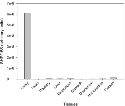 Figure 6- SF1 mRNA expression in male and female gonads of adult sea bass. Each  tissue consists of a pool of mRNA from either 3 ovaries or 3 testis