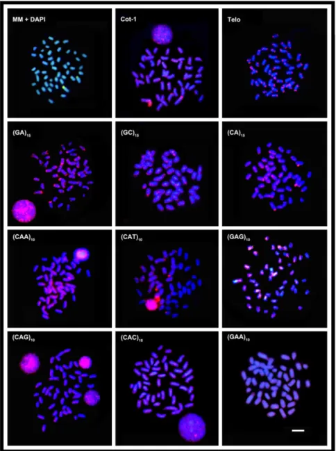 Figure  3  summarizes  the  distribution  pattern  of  multiple  repetitive  sequences  on  chromosomes 2 and 3 of R. canadum, which are carrying rDNA sites in this fish species.                                         