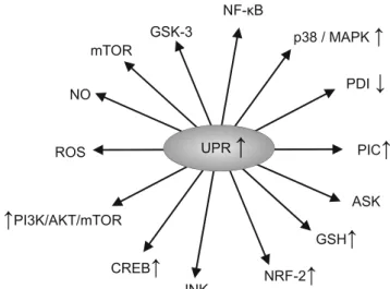 Figure 1 summarises the effects of upregulation of the UPR.