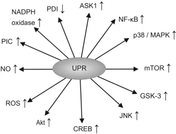 Fig. 2 Actions of the UPR