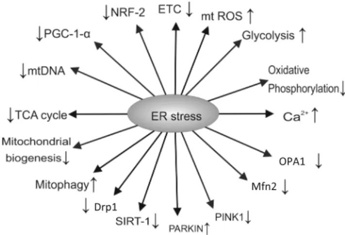 Figure 3 summarises the effects of ER stress.