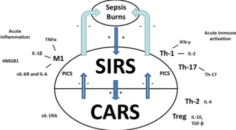 Figure 1 shows that sepsis, burn, and trauma-induced tissue injuries are accompanied by acute inflammation initially aimed to eliminate triggering factors (e.g., infectious agents), a condition referred to as the systemic inflammatory response syndrome (SI