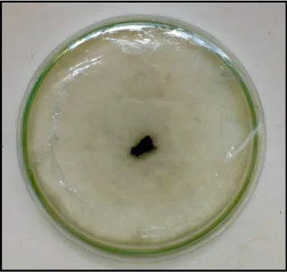 Figura 03 – Lasiodiplodia pontae em cultivo em meio de batata-dextrose-ágar (BDA). 
