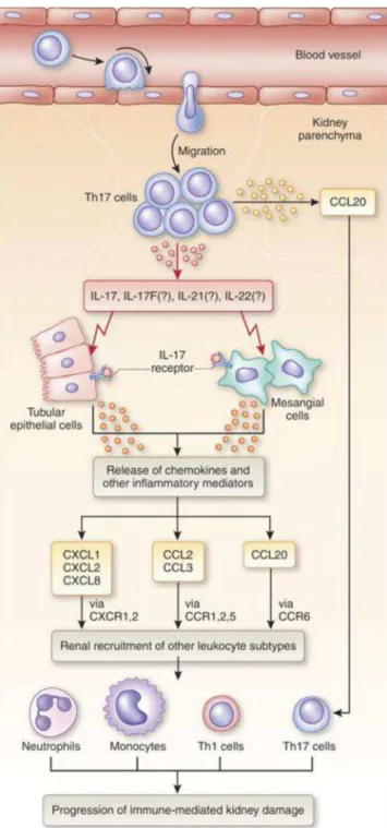 Figura 2. Modelo Teórico da ação de Th17 e do eixo quimiotático CCR6/CCL20 em injúria renal