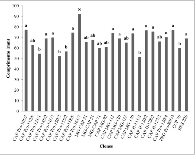 Gráfico 6 – Comprimento médio (mm) dos pedúnculos de diferentes clones de cajueiro- cajueiro-anão provenientes do Campo Experimental de Pacajus, CE
