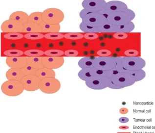 Figure 6 - EPR effect. The endothelium cells in the blood vessels near the malignant  cells have fenestrations that allow passage and deposition of nanoparticles.