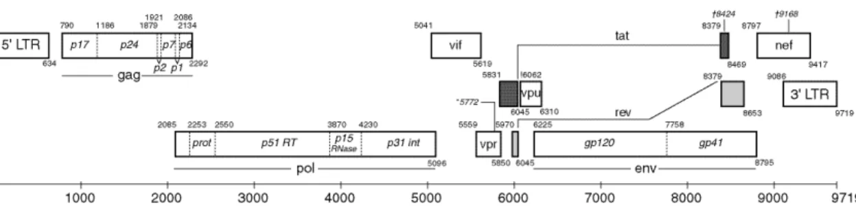Figure 1.6  The HIV­1  genome: the HIV‐1 genome is composed by three structural genes:  gag, pol and env; 