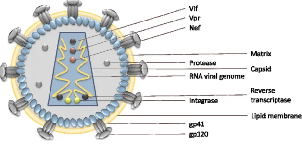 Figure  1.7  HIV­1  structure:  This  virus  is  composed  by  two  positive  RNA  single  strands  coated  by  a  nucleocapsid  (not  present  in  the  figure)  encapsulated  together  with  Vif,  Vpr,  Nef,  Integrase  and  Reverse  transcriptase in a pa