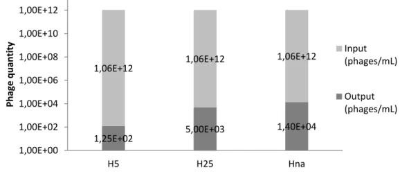 Figure  4.1  Human  scFv  recombinant  phage  library  panning  against  eukaryotic  whole  cells  in  suspension: Input values for each panning are the same (1,06x10 12 ) with outputs being progressively lower  according to increases in stringency.      3