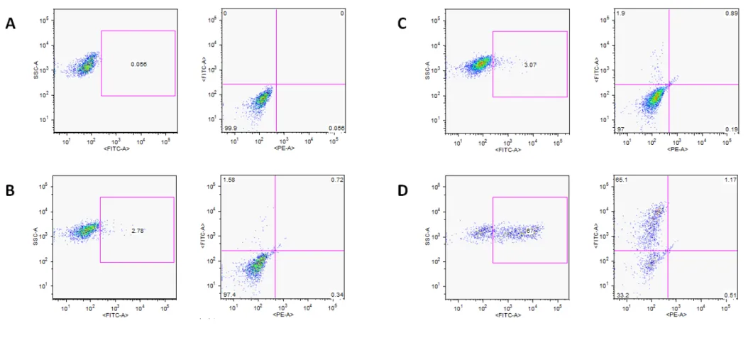 Figure 4.4 Flow cytometry preliminary evaluation of negative controls: J‐lat 10.6 cells where incubated for 24 and 48 hours with A supplemented RPMI   BSA1% C Helper  B phages and   TNF‐α. This served as confirmation that both helper phages and BSA 1% did 