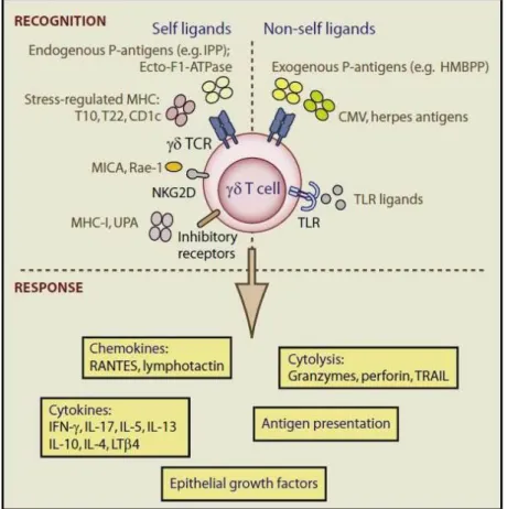 Figure 1 - γδ T cell recognition and response. For γδ T cells to be suitable for stress surveillance they recognize a spectrum  of  molecules  signifying  dysregulation