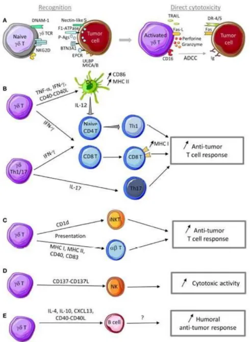 Figure  3  –  Anti-tumor  functions  of  γδ  T  cells.  A)  γδ  T  cells  can  recognize  tumor  cells  through  interaction  with  (i)  TCR  ligands,  such  as  P-Ags,  F1-ATPase,  BTN3A1,  EPCR,…,  and  (ii)  innate  receptor  ligands,  such  as    ULBP,
