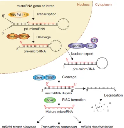 Figure 4 – The “linear” canonical pathway of miR processing. Canonical maturation includes production of the pri-miR  by RNA polymerase II (or III) and cleavage of the pri-miR by the Drosha–DGCR8 complex in the nucleus