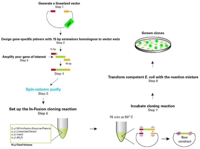Figure  5  –  Schematic  representation  of  the  procedure  to  develop  a  retroviral  construct  with  the  DNA  of  interest