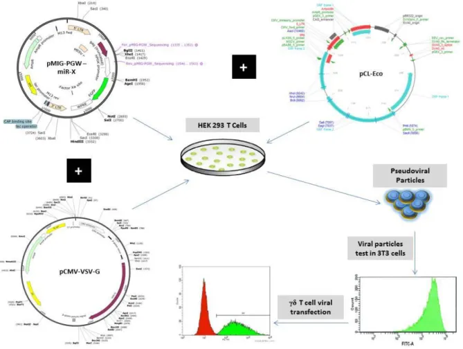 Figure 6 – Schematic representation of the transfection process. Three different plasmids are required in order to produce  the  virus  -  pMIG-PGW,  pCMV-VSV-G  and pCL-Eco