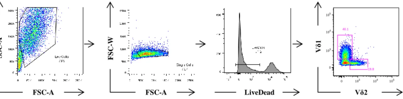 Figure  7  –  FACS  gating  strategy.  LiveDead  negative  cells  were  identified  after  selection  of  Live  Cells  (from  previously  MACS  isolated  γδ  T  cells)  and  doublets  exclusion