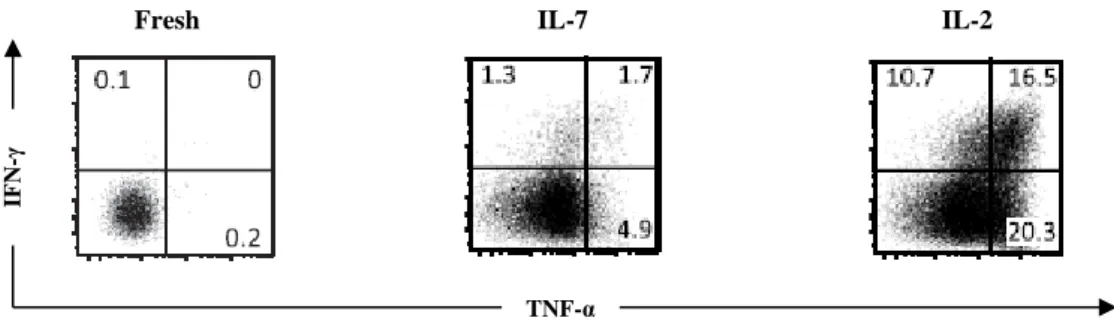 Figure 8 – Human γδ thymocytes are devoid of IFN-γ production and cytotoxic functions but IL-2 signal differentiates  them into cytotoxic type 1 effector T cells