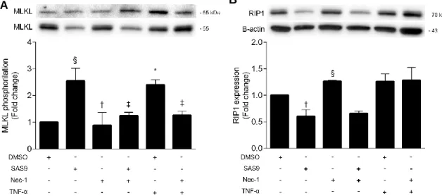 Figure 10 - SAS9 increases MLKL phosphorylation in L929 cells but not RIP1 expression