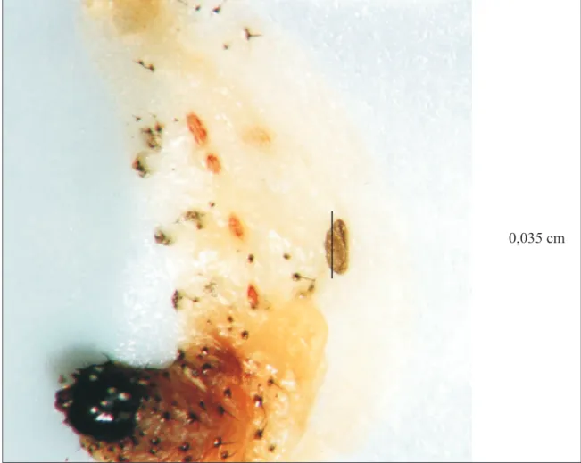 FIGURA 2. Lagarta de Spodoptera frugiperda com quatro dias de idade, morta pelo VPN - Sf, apresentando, no detalhe, ovo do parasitóide Campoletis flavicincta
