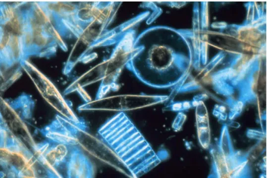 Fig. 6. Molecular image of Phytoplankton. 