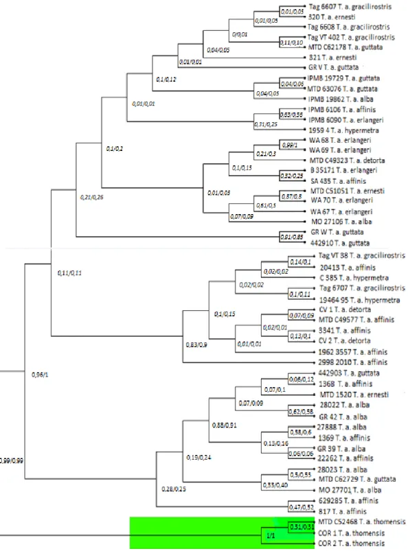 Figura  3.1-  Árvore  BI/ML:  representação  da  filogenia  molecular  da  linhagem  afro-europeia  do  grupo  Tyto  alba  através  de  Inferência  Bayesiana  e  Máxima  Verossimilhança,  com  valores  de  probabilidade  posterior  e  bootstrap,  baseada  