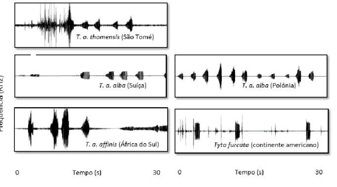 Figura 3.4- Sonogramas de chamamentos territoriais de corujas das torres. a) Tyto alba thomensis (São Tomé –  XC348458) , b) T