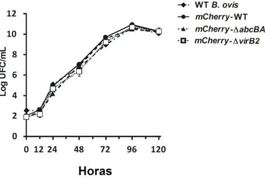 Figura  4.  Curva  de  crescimento  in  vitro  das  cepas  WT,  mCherry-WT,  mCherry-ΔabcBA,  e  mCherry-ΔvirB2  de  Brucella  ovis