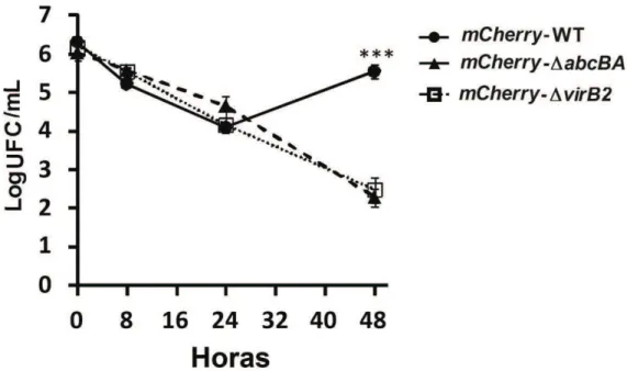 Figura  5.  Cinética  de  infecção  em  macrófagos  ovinos  das  cepas  mCherry-WT  Brucella  ovis,  mCherry-ΔabcBA, e mCherry-ΔvirB2 de Brucella ovis