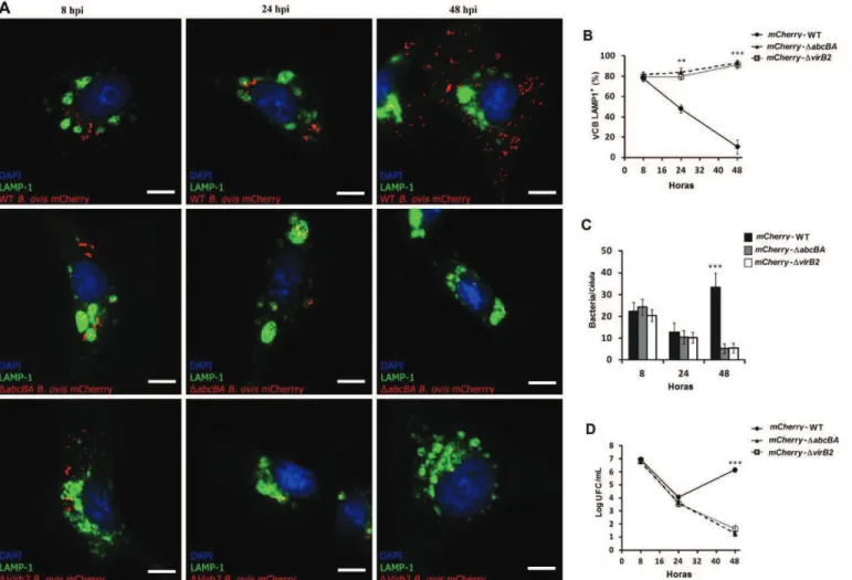 Figura 6.  Tráfego intracelular de WT Brucella ovis, ΔabcBA ou ΔvirB2 em macrófagos ovinos expressando LAMP-1