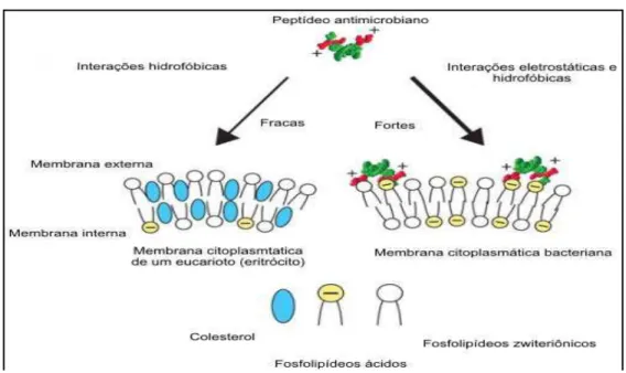 Figura 2 – Distinção da composição de membranas de eucariotos e procariotos. 