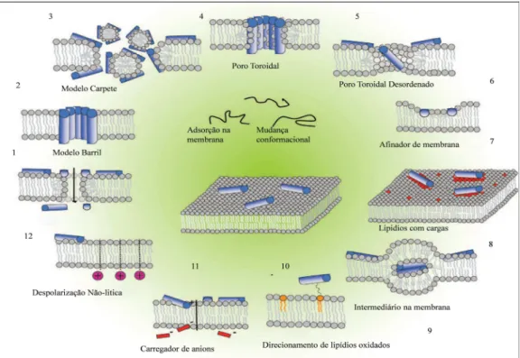 Figura 3 -  Mecanismos de ação propostos para a ação de PAMs na membrana celular bacteriana
