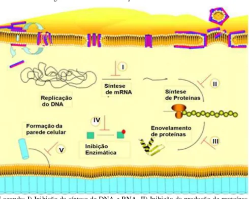 Figura 4 - Mecanismos de ação intracelular dos PAM 
