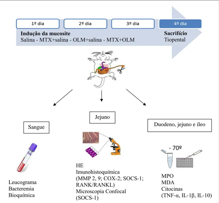 FIGURA 5: Esquema da indução da mucosite intestinal, período das intervenções e divisão das 