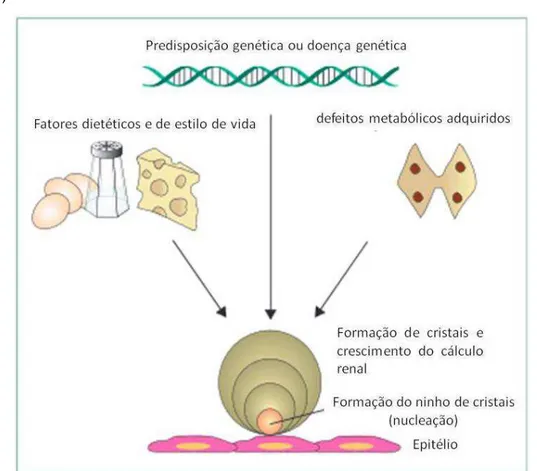 Figura 2 - Patogênese dos cálculos de oxalato de cálcio nos rins. Três categorias de fatores  (genética, metabólica e alimentar), em conjunto ou isoladamente para levar a formação do cálculo