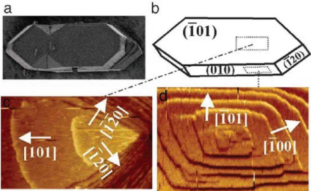 Figura  4  -  Diferentes  imagens  de  COM.  COM  observado  em  microscopia  de  varredura  (a)