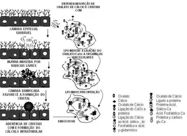 Figura 5 - Modelo hipotético da representação da deposição/internalização do cristal de oxalato de  cálcio  nas  células  renais  por  endocitose  e  processo  intracelular  por  oxalúria  durante  condições  hiperoxalúricas