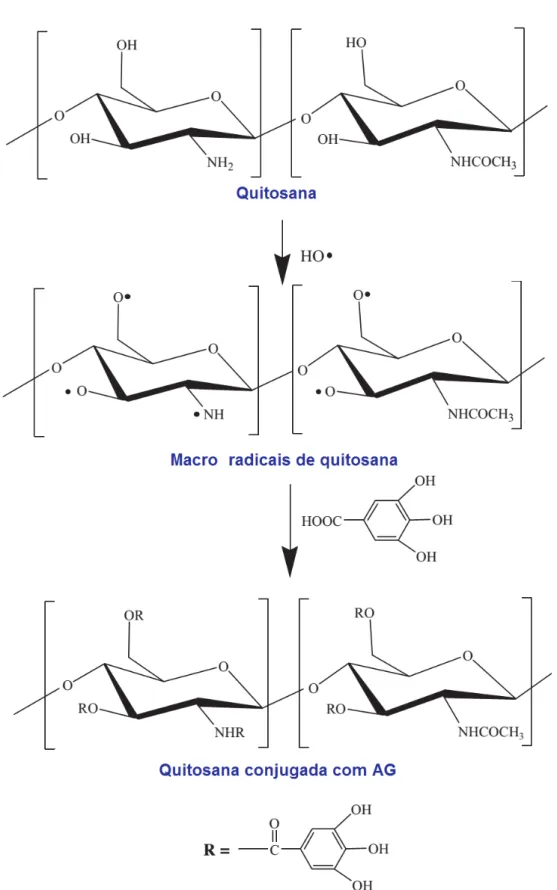 Figura 7 - Processos que ocorrem durante a conjugação de AG em quitosana através do  método sugerido