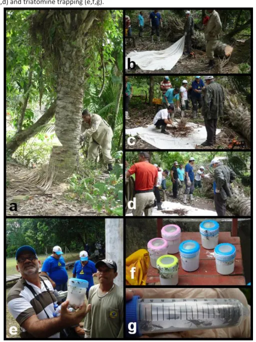 Figure  8:  Operating  aspects  of  the  Pará  Chagas  disease  Protocol:  entomological,  environmental and reservoir study, by accurate inspection of palm trees (a), insect fauna  (b,c,d) and triatomine trapping (e,f,g).
