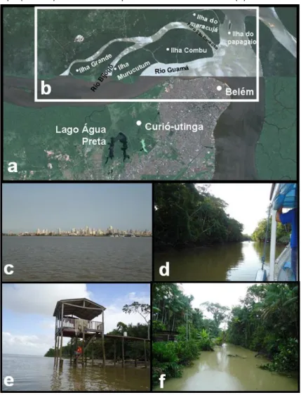 Figure 3: Geographical and environmental aspects of Combu island: Satellite view (Google  map) of the Belém area (a) with the Combu region and Guamá river framed in the white  rectangle  (b)
