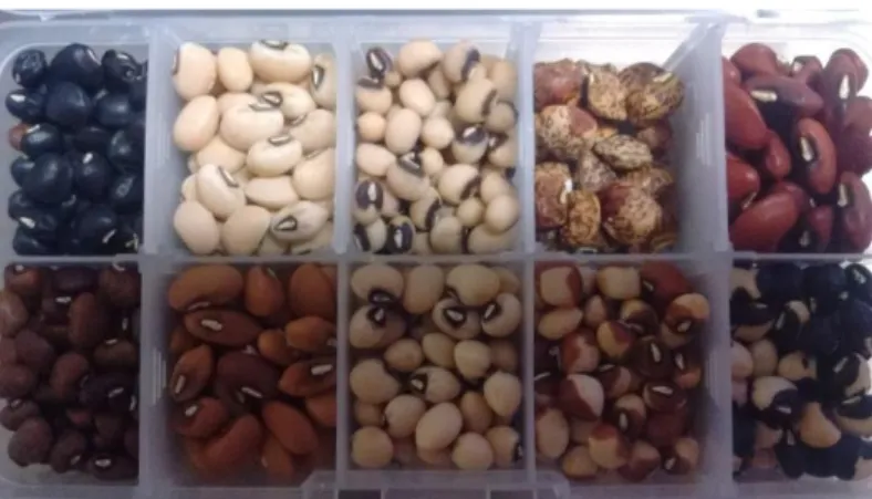 Figura 5 - Exemplos de cores das sementes colhidos. 